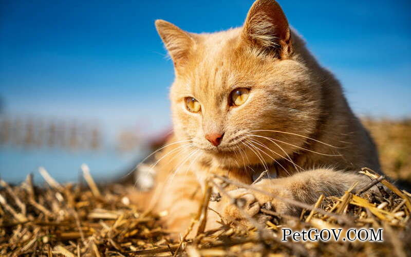 Is a cat with diarrhea waiting to die?