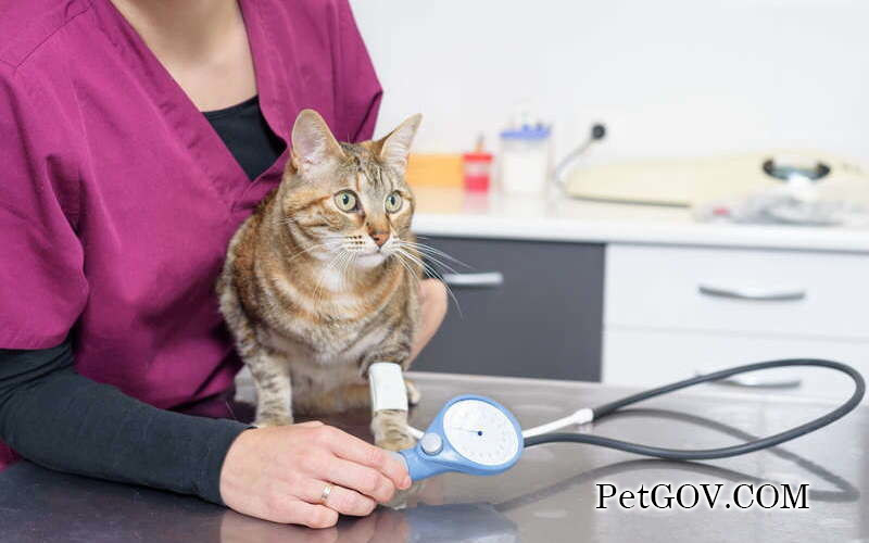 What medicine should be used to reduce inflammation when a cat is injured?