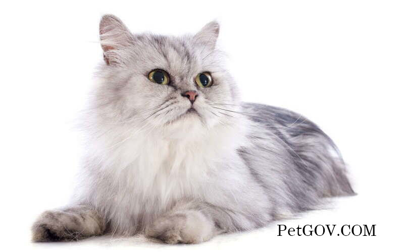 Advantages and Disadvantages of Cat Neutering