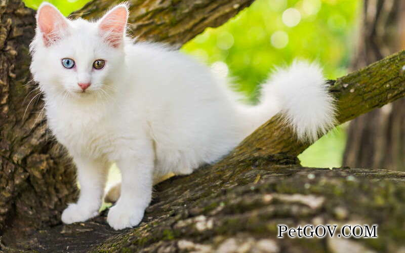 Why does a cat suddenly become very clingy?