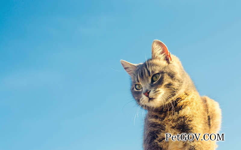 What does it mean when a cat lies down and his belly is turned out?