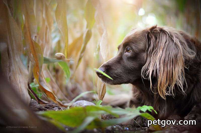 瞬膜犬：原因、治療法、関連症状