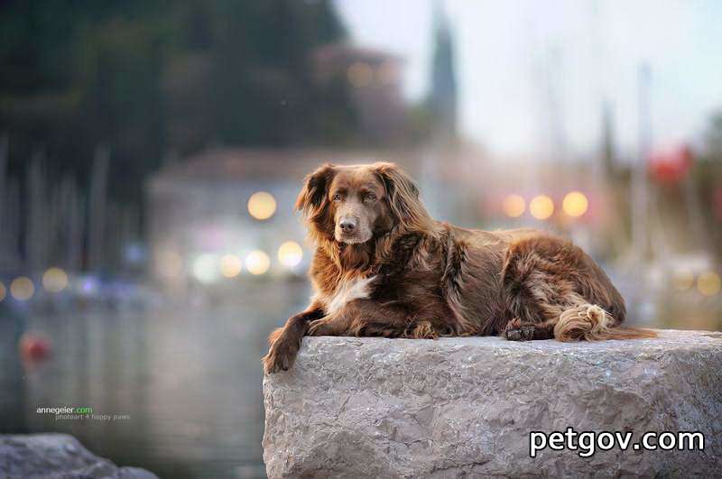 Was ist falsch daran, dass Hunde mit den Zähnen knirschen?