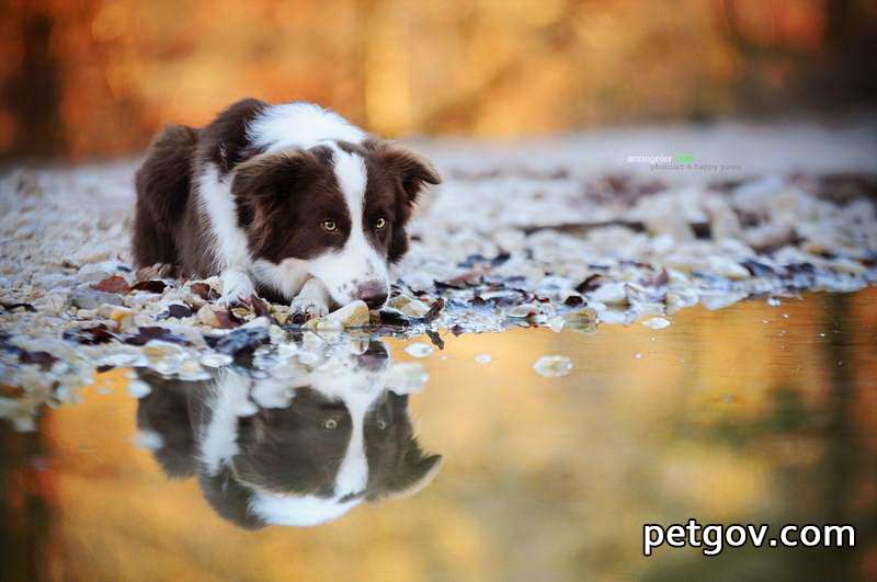 あなたの犬が黄色い水をうんちするとき、何が起こっていますか?