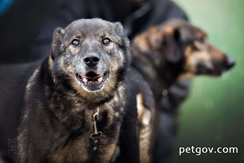 Können Krätzemilben beim Hund auf den Menschen übertragen werden?