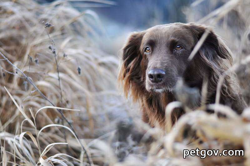 Was ist der Grund, warum ein Hund plötzlich auf den Hinterbeinen lahm wird?