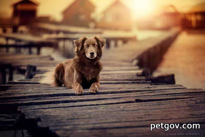 Pseudorabies Dogs:Causes, Treatment, and Related Symptoms