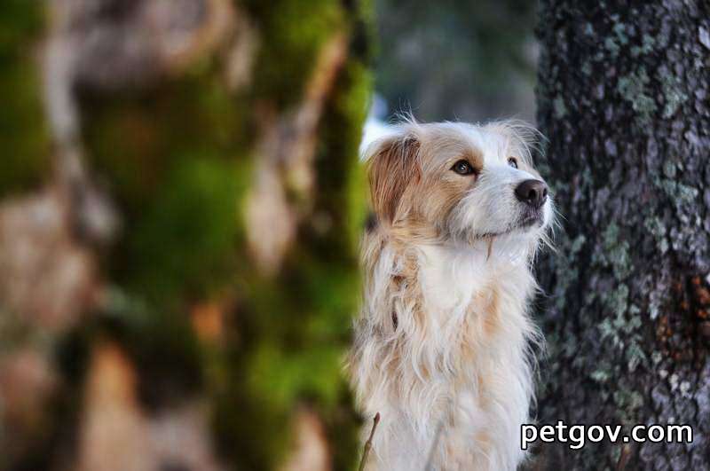 Hund hat gelbes, dickes Zeug erbrochen