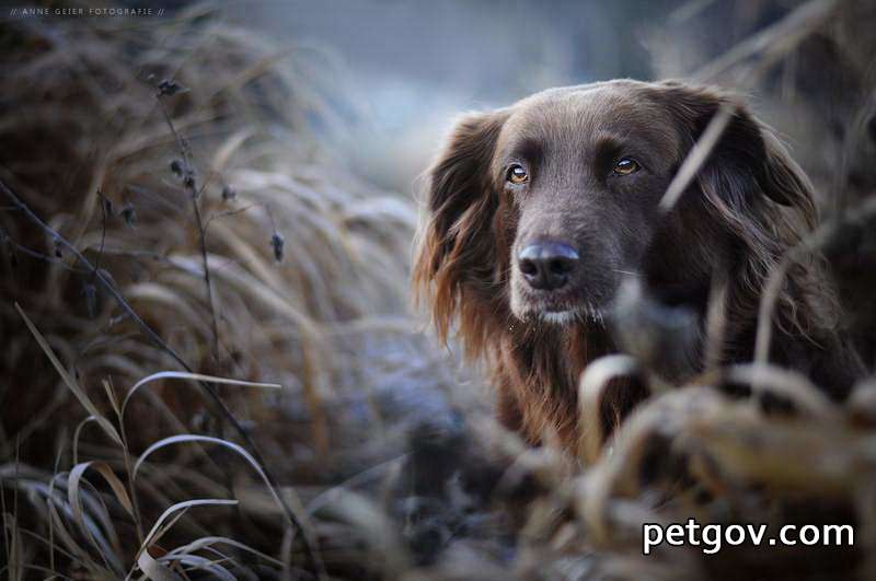 The advantages and disadvantages of shaving your dog