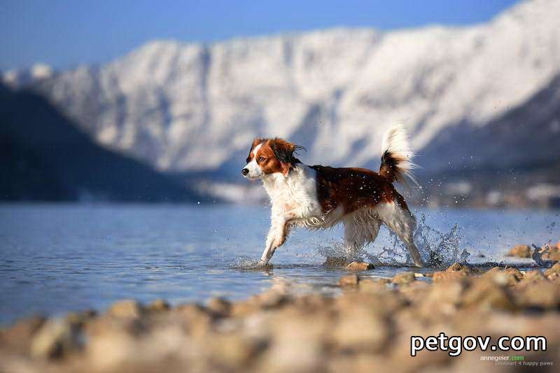 Der Unterschied zwischen Verstauchungen und Brüchen bei Hunden