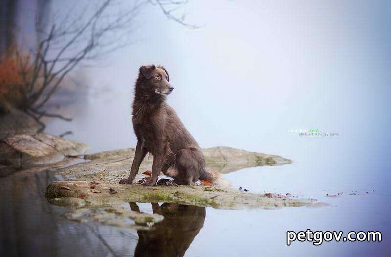 Welche Medikamente sollten Hunde verwenden, die medizinische Bäder nehmen?