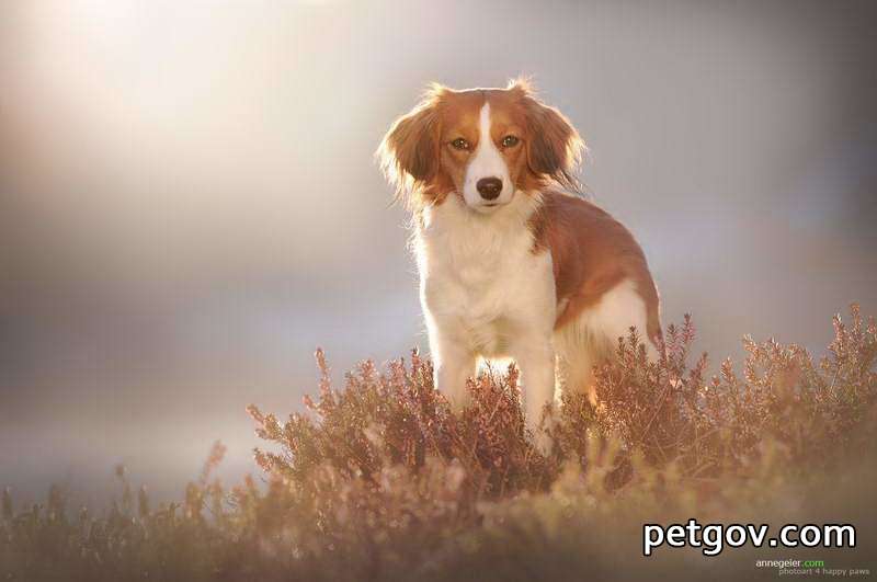 Warum können Hunde plötzlich Milch abpumpen?