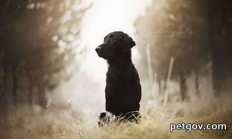 Warum erbricht ein Hund grünes Wasser?