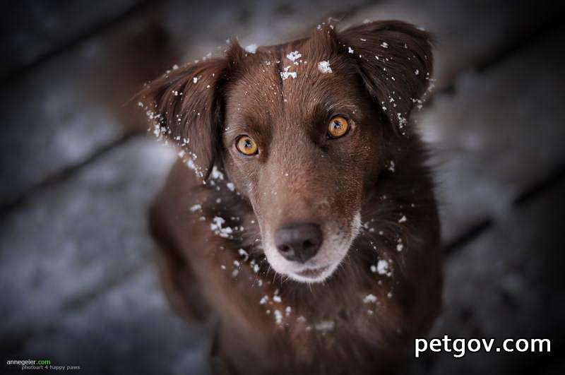 Was dürfen Hunde während der Entbindung nicht essen?