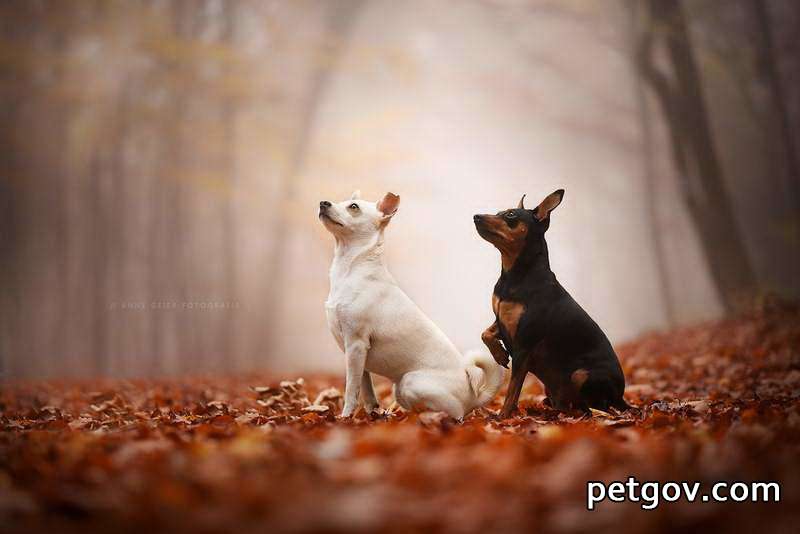 Hund hat Schwierigkeiten beim Atmen und kann nicht atmen