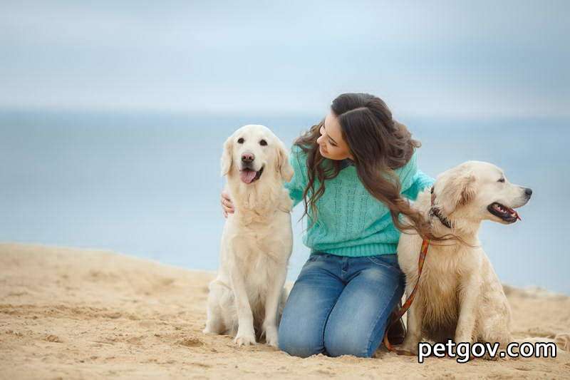 Quel médicament votre Bouledogue français doit-il prendre contre la diarrhée ?