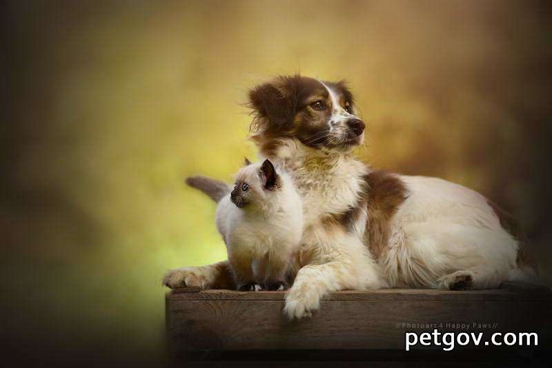 Tasa de supervivencia de cachorros con parvo y enfermedad coronaria