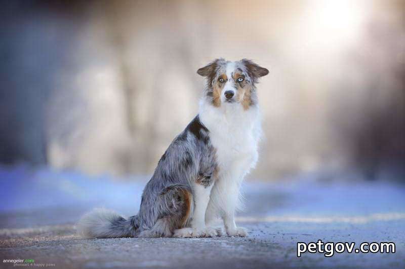 What is the hard lump on the dog's neck?