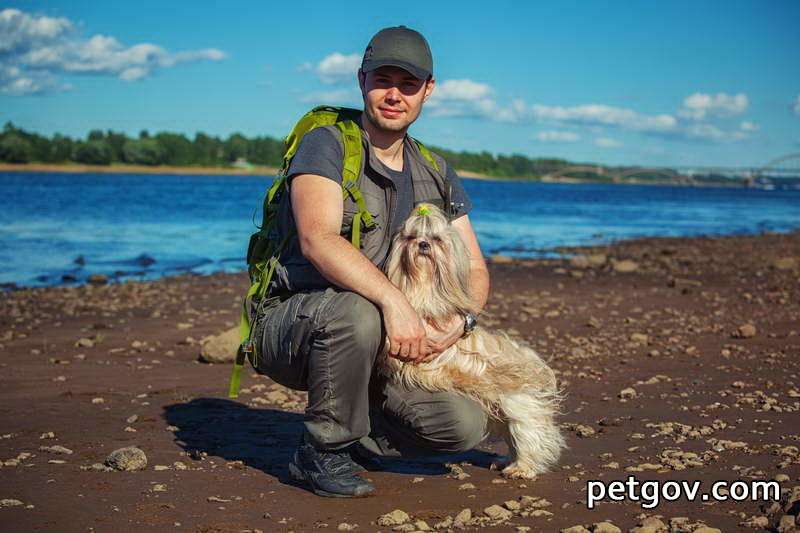 犬の歯周病：原因、治療、関連症状