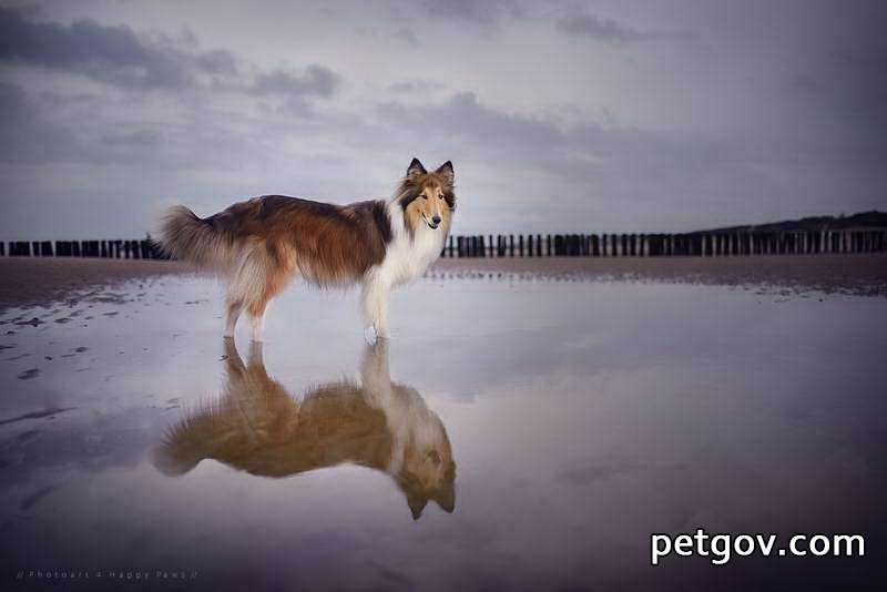 ¿Qué debo hacer si el estómago de mi perro se contrae y vomita agua amarilla?