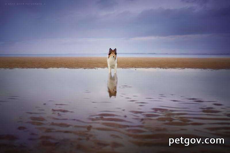 Der Hund bellt ohne Grund an einer bestimmten Stelle