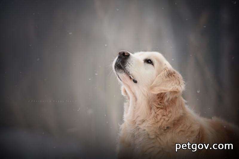 Ursachen für Katarakte bei Hunden