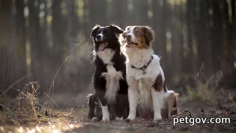 Hund schluckt und leckt ständig die Zunge