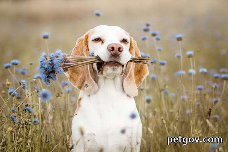 Schnelle Identifizierung gutartiger Brusttumoren bei Hunden