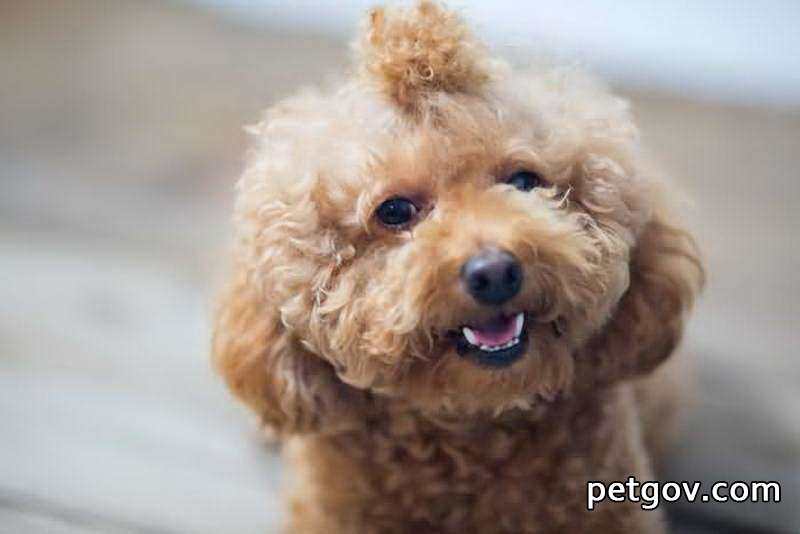 What medicine can be taken to prevent hair loss in dogs?