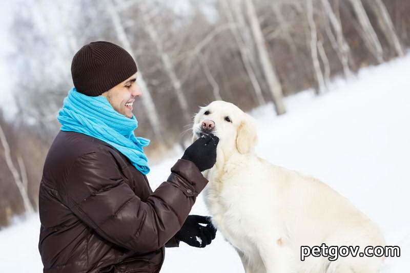 Hund hat einen Monat nach der Geburt immer noch Blut