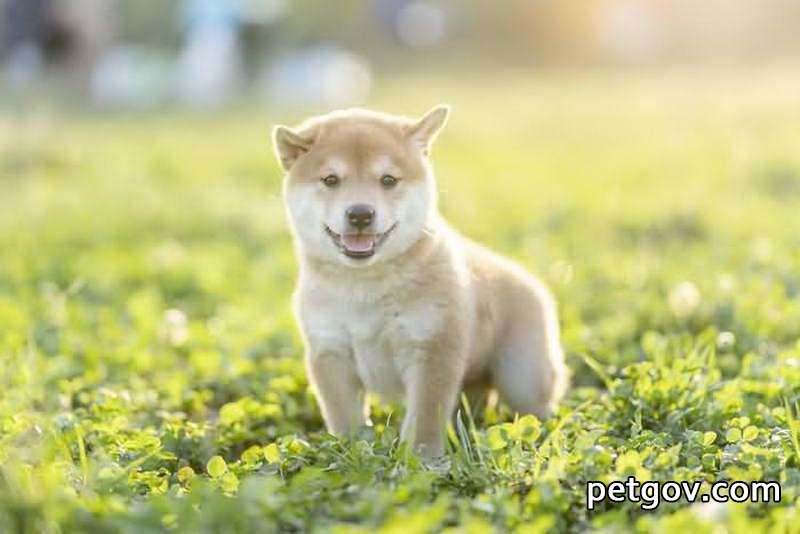 why do dogs eat grass