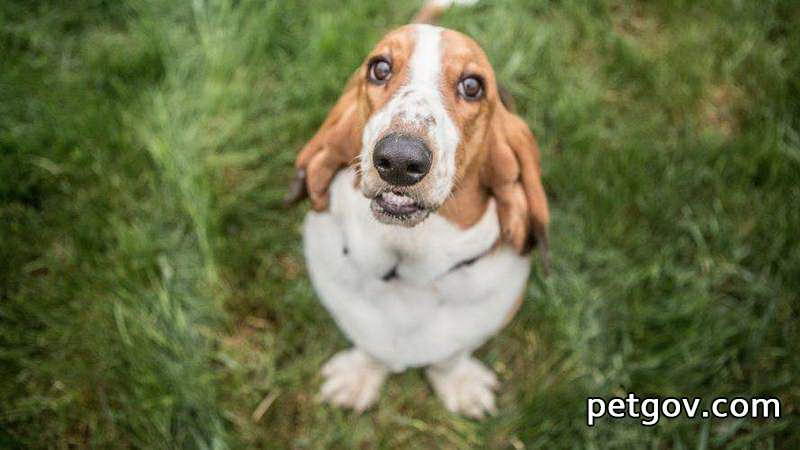 Dürfen Hunde Salat essen?