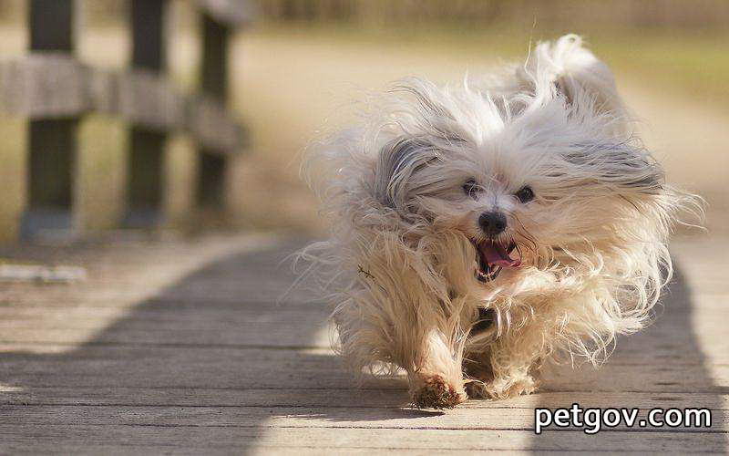 Wie man einen Hund beruhigt, wenn er wütend wird