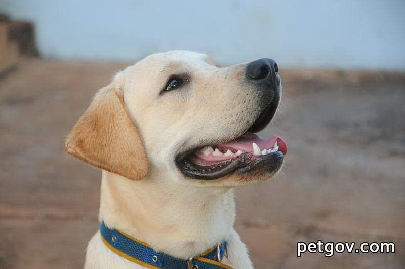 Can pet dogs eat leftovers?