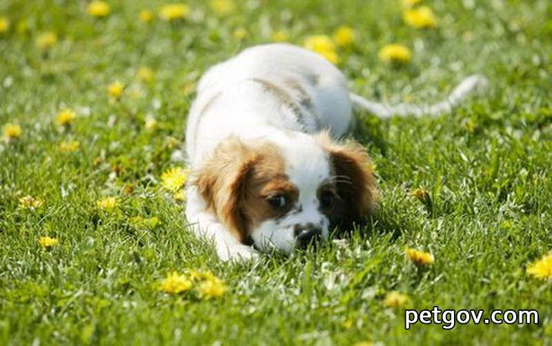 Why do puppies stick out their tongues?