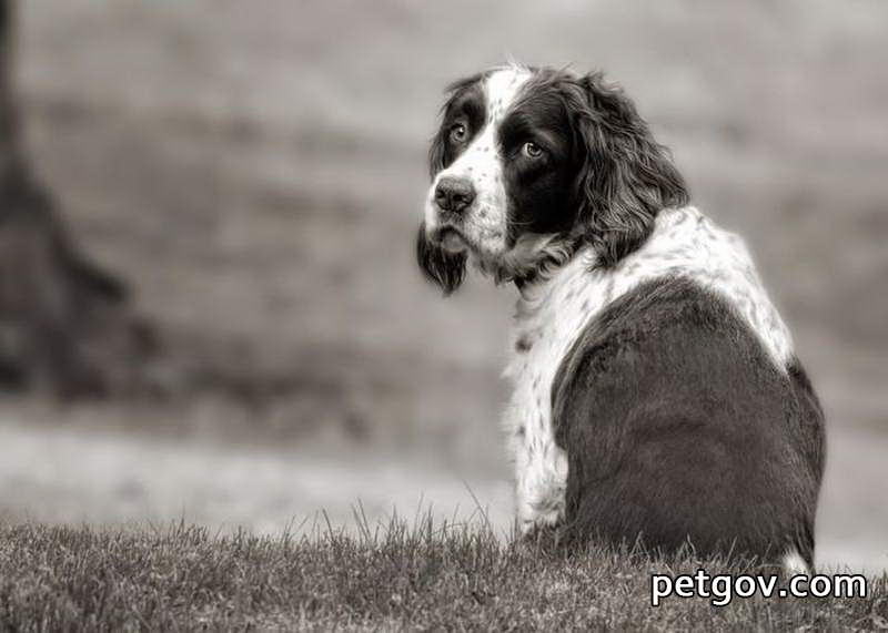 Können Hunde Hämorrhoiden bekommen?