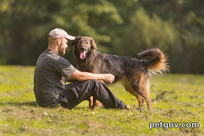 Warum haben Corgis den Schwanz kupiert?