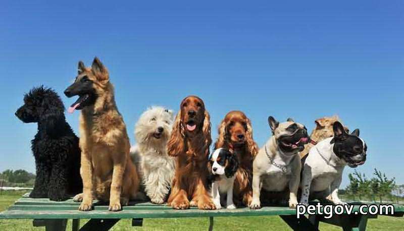 Cómo vacunar perros