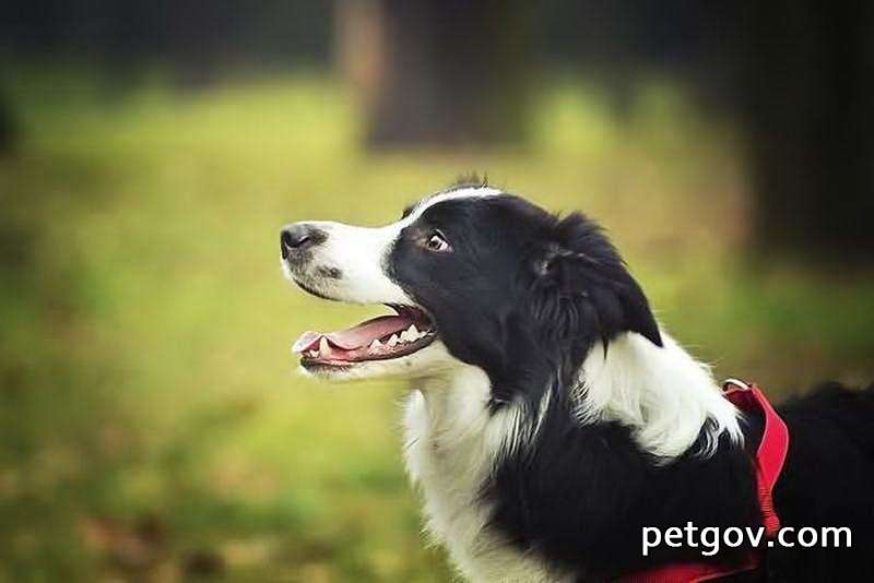 Müssen Analadenome beim Hund entfernt werden?