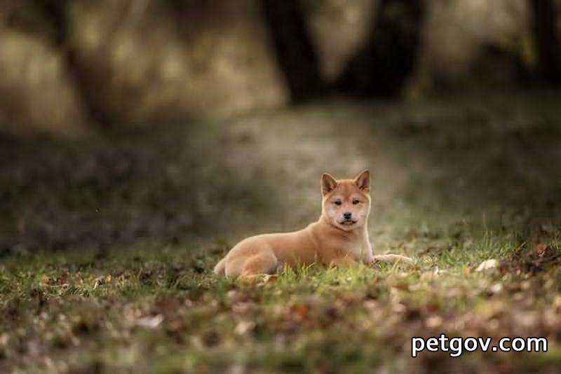 Can a dog's ears that are swollen like air be healed on their own?