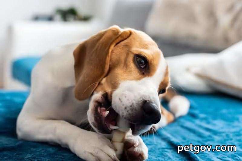Si un perro tiene tos intensa y sibilancias, ¿qué medicamento será más eficaz?