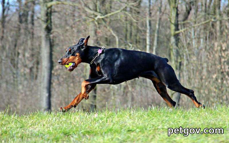 Der Hund begann am nächsten Tag zu erbrechen, nachdem er Knochen gegessen hatte