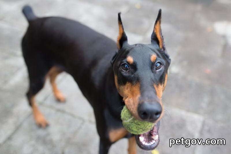 Dürfen Hunde rote Grapefruit essen?