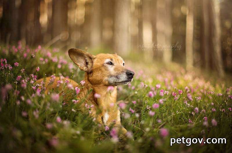 Hundekot enthält weiße Käfer, die aber noch leben