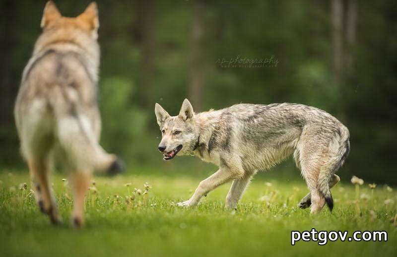 Warum verstecken sich Hunde, bevor sie sterben?