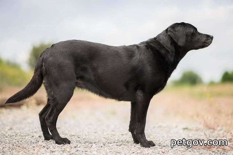 Wie lange dauert es, bis ein Hund Hühnerknochen frisst, bevor es sicher ist?