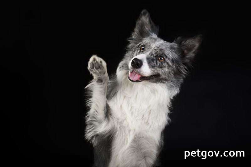 Quelles sont les causes des vomissements et de la diarrhée chez les chiots ?