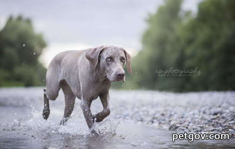 Can puppies drink glucose?