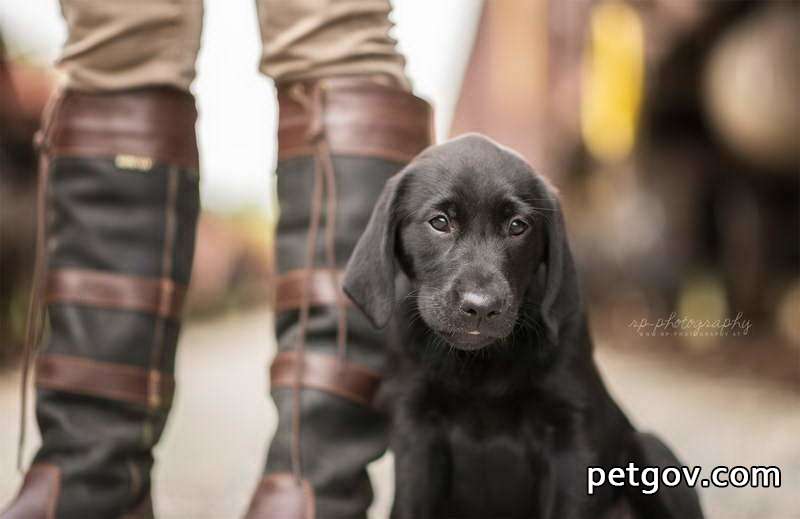 Que dois-je faire si mon chiot mange des médicaments contre les blattes ?