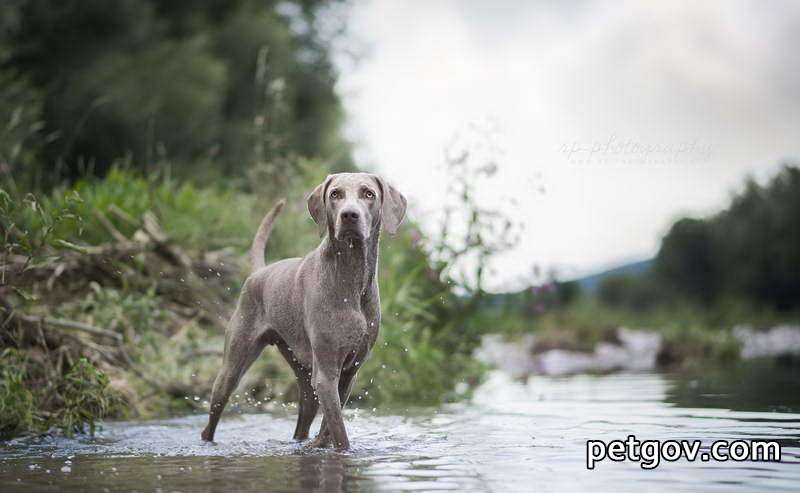 Der Hund schäumt einer nach dem anderen